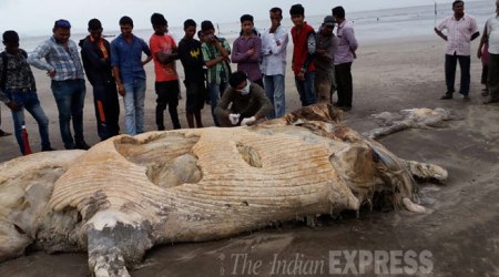 blue whale, blue whale maharashtra beach, blue whale carcass, whale maharashtra, blue whale stranded, mumbai news, india news
