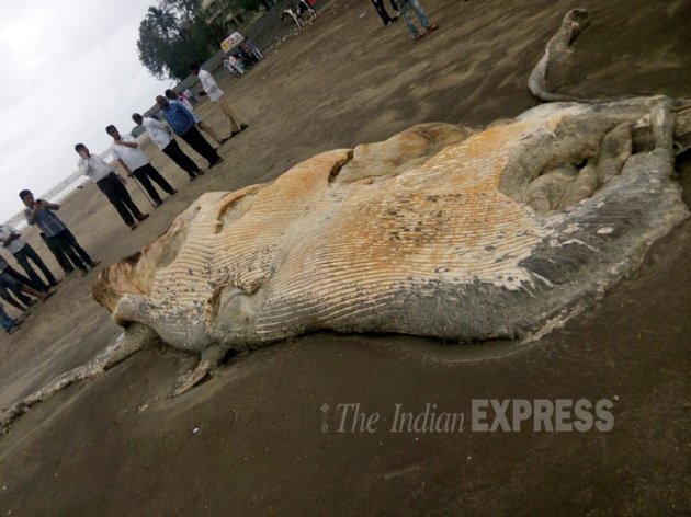 blue whale, blue whale maharashtra beach, blue whale carcass, whale maharashtra, blue whale stranded, mumbai news, india news