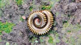 Centipedes-thumb Centipedes, Arthropods, Amazonian centipede, Eye