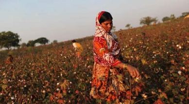 maharashtra cotton, farmer suicides, maharashtra farmer suicides, maharashtra textiles, cotton india, india cotton productions, devendra fadnavis, nagpur news, mumbai news, india news, latest news