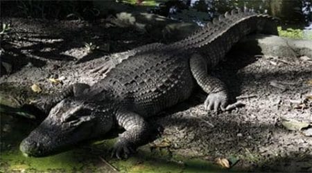 Australia, Australia crocodile, Australia crocodile culling, crocodile, Australia news, world news