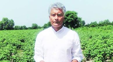 whitefly, whitefly epidemic, whitefly problem, whitefly punjab, punjab crops, india news