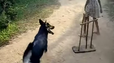 Watch: When this amazing dog turns wicket keeper