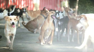 Dogs take over Delhi streets | Cities News,The Indian Express