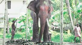 kerala, Thechikottukavu Ramachandran, ramachandran, kerala tusker, kerala elephants, kerala elephant death, kerala tusker death, kerala news, india news