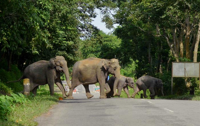 Floods in Assam, Floods in Guwahati, Floods in Kaziranga, Floods in Morigaon, Assam Floods, Indian monsoon Floods, India Floods, Monsoon Floods, Heavy Rainfall, Heavy rains, Heavy rains in Assam, Assam Floods Information, Assam Floods rescue operation, Assam Floods News, Floods News, India Floods News
