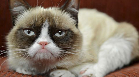 Grumpy Cat, Grumpy Cat wax statue, Madame Tussauds, wax figure, San Francisco, trending story
