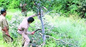 Why Himachal’s forest officials were hacking at fruit-laden apple trees