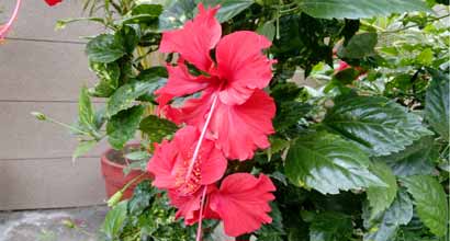 Lenovo K3 Note, Lenovo, Lenovo K3 Note Review, Lenovo K3 Note Express Review, Lenovo K3 Note specs, Lenovo K3 Note features, Lenovo K3 Note specifications, Lenovo K3 Note price, mobile reviews, gadget reviews, smartphones, Android, mobile news, tech news, gadget news, technology