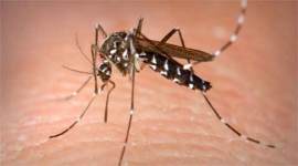 dengue, dengue in Delhi, dengue in India, India news,