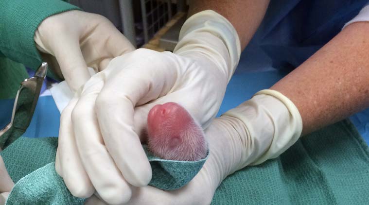 Mei Xiang, panda, smithsonian zoo, panda birth 