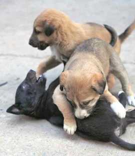 Pet dog licence, South Municipal Corporation, pet dog licence online, Pets licence, Delhi news