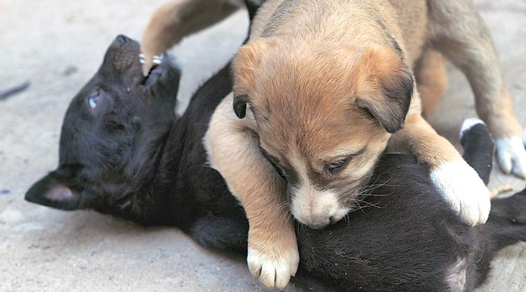 friendicoes, dogs, friendicoes shutting down, friendicoes fund, friendicoes donate, donate friendicoes, adopt dog, adopt animals, india news