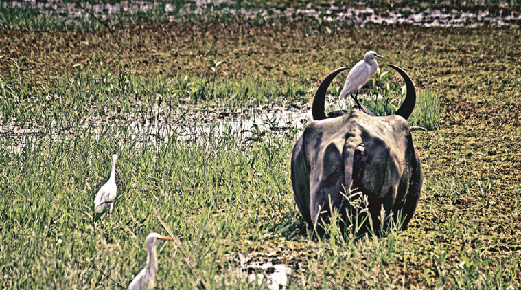 Living creatures have evolved partnerships where, for the most part, they look out for each other, and “live together” even when they are not remotely related to each other. (Source: Ranjit Lal)