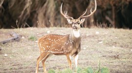 ranjit-thumb no alt set