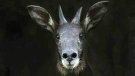 serows, serows death, serows death explained, serows death Mizoram, mizoram serow death, goat pox, mizoram goat pox, serow goat pox, Wildlife Act, Himalayan serow, Capricornis thar, International Union for the Conservation of Nature, IUCN