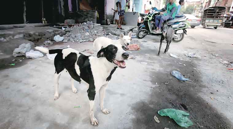 Goa students to be sensitised against cruelty to animals | India News,The Indian Express Goa students to be sensitised against cruelty to animals | India News,The Indian Express