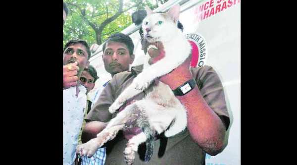 thane, thane building, thane building collapse, thane collapse, thane news, mumbai building collapse, building collapse thane, building collapse mumbai, mumbai news, india news, indian express