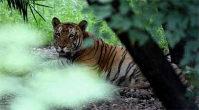 tiger corridor, goa tiger corridor, tigers in goa, Mhadei wildlife sanctuary, Rajendra Arlekar, goa environment minister, goa news