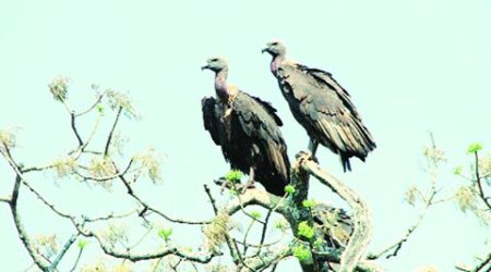 State Forest Department and Gujarat Ecological Education and Research Foundation, geer gujarat, vulture census, gujarat news, forest news