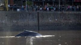 whale Argentina, whale Buenos Aires, lost whale Argentina, lost whale Buenos Aires, whales in Argentina, world news