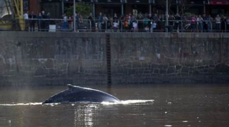 whale Argentina, whale Buenos Aires, lost whale Argentina, lost whale Buenos Aires, whales in Argentina, world news