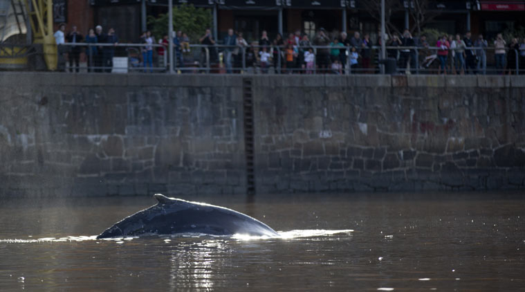 whale_argentina_759