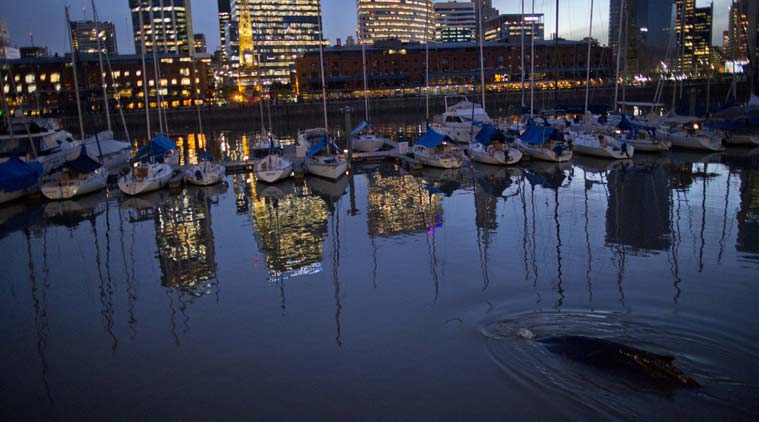 A lost whale swims near boats in Puerto Madero, Buenos Aires, Argentina (AP photo)