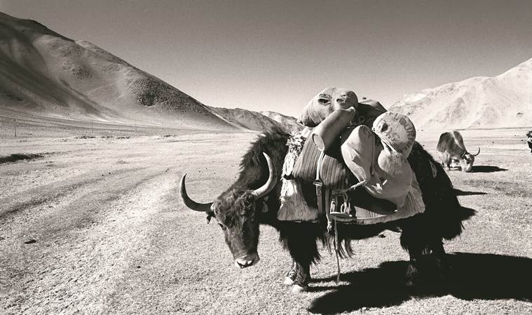 Yak in Ladakh, 1996. Film image. (Photograph by Prabuddha Dasgupta. All Rights Reserved)