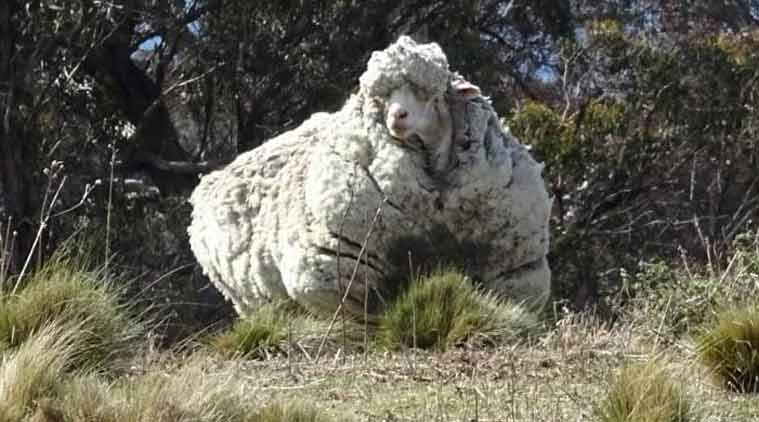 Australia: Lost overgrown sheep yields 42 kgs of wool, sets new record