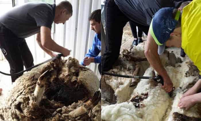 Australia: Lost overgrown sheep yields 42 kgs of wool, sets new record