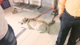 somnath bharti, somnath bharti dog, somnath bharti don, bharti dog clean chit, somnath bharti case, somnath bharti wife, Bharti wife Lipika, Lipika dog bite, AAP, delhi news, india news