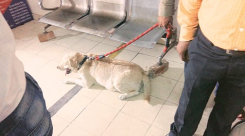 somnath bharti, somnath bharti dog, somnath bharti don, bharti dog clean chit, somnath bharti case, somnath bharti wife, Bharti wife Lipika, Lipika dog bite, AAP, delhi news, india news