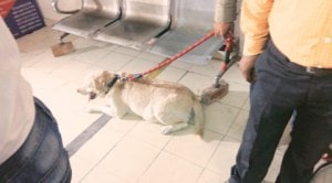 Somanth Bharti’s disobedient Don