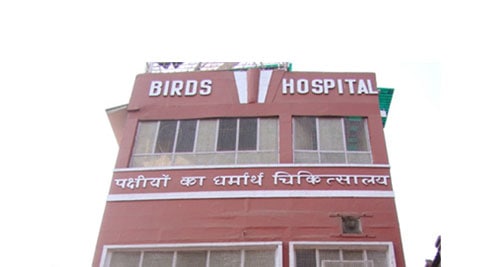 This One Of Its Kind Veterinary Hospital Treats Birds For Free Good News News The Indian Express