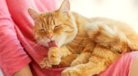 cat-thumb no alt set