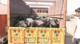 UP villagers attack police, UP cattle smuggling, UP illegal slaughterhouses, Sambhal district, Balendu Bhushan, SP, Sambhal district villagers attack police, indian express news