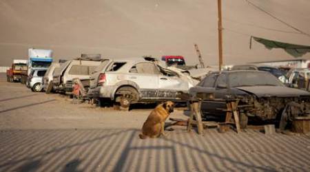 chile, malnourished child, santiago, arica, dog breastfeeds child, dog child chile, chile news, world news