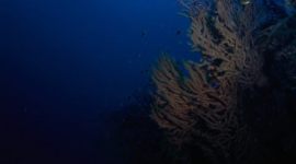 corals, arabian sea corals, corals arabian sea, coral trove arabian sea, coral treasure trove arabian sea, arabian sea coral treasure trove, india corals, corals india, india news