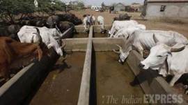 VHP workers smear grease on municipal officers over cow deaths