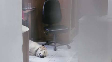 somnath bharti, aap, aap mla somnath bharti, aam aadmi party, latest news, bharti bail plea, delhi high court, aap mla somnath bharti, domestic violence