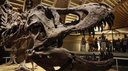 dinosaur, new dinosaur, new dinosaur fossil, new dinosaur species, new dinosaur found, new dinosaur species found, undiscovered dinosaur, world news