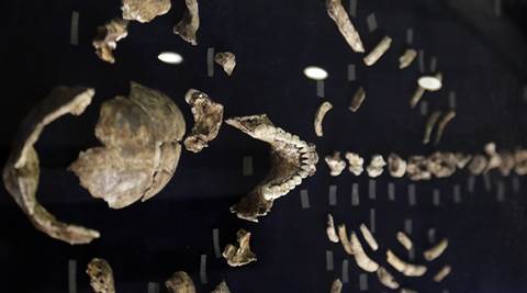 A composite skeleton of Homo naledi surrounded by some of the hundreds of other fossil elements displayed in Magaliesburg, South Africa, Thursday, Sept. 10, 2015.  (Source: AP Photo)