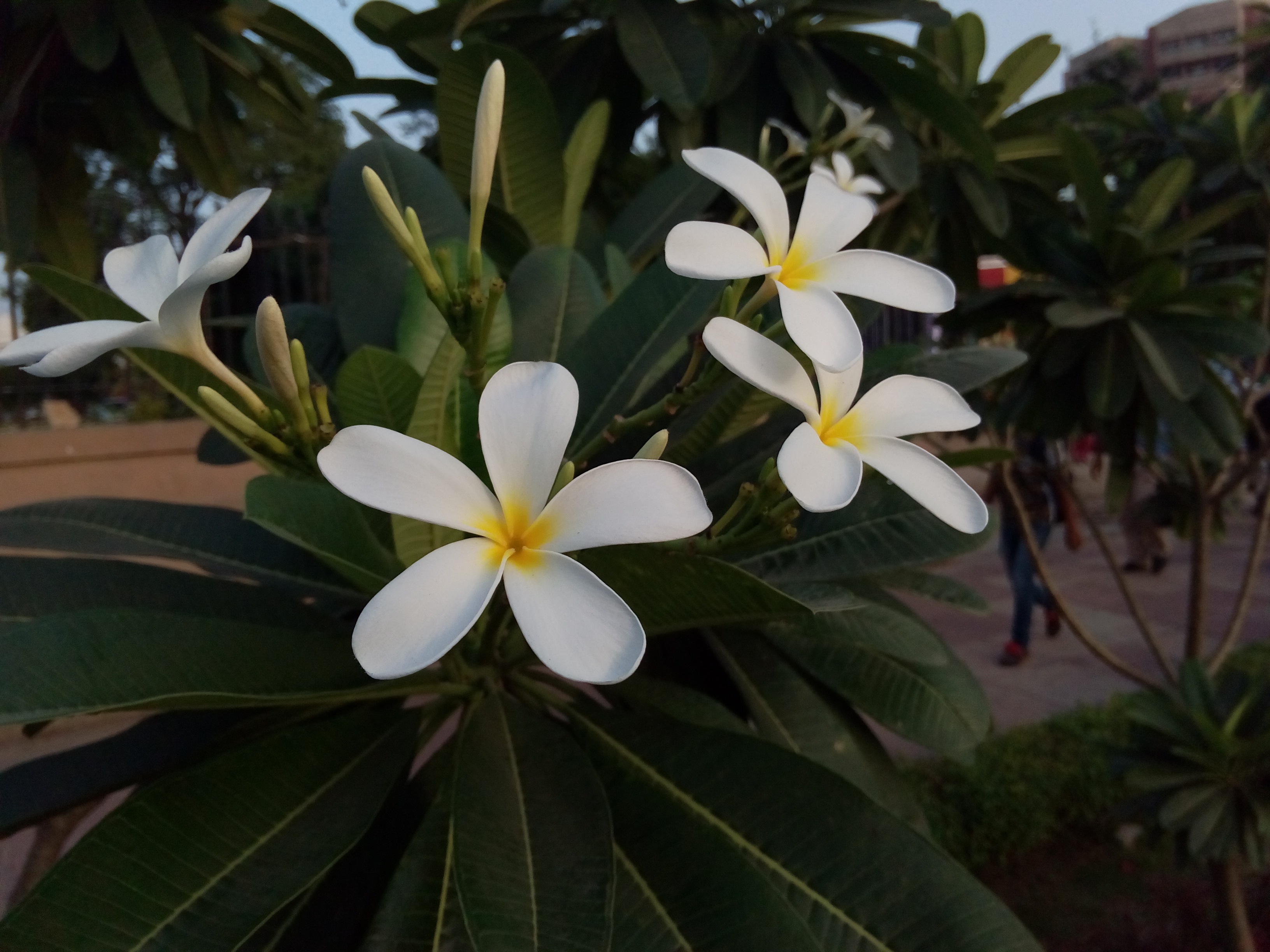 Gionee, Gionee Marathon M4, Gionee Marathon M4 Express Review, Gionee Marathon M4 Review, Gionee Marathon M4 specs, Gionee Marathon M4 features, Gionee Marathon M4 specifications, Gionee Marathon M4 price, Gionee smartphones, smartphone review, tech news, mobile news, gadget news, tech news, technology