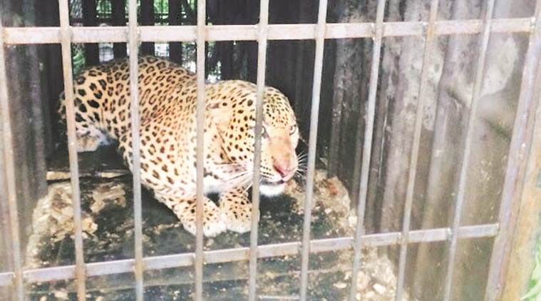 leopard, male leopard, leopard trapped, Wildlife SOS, pune news, indian express