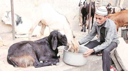 meat ban, meat ban gujarat, slaughter ban, slaughter ban gujarat, gujarat meat ban, paryushan, paryushan meat ban, meat ban paryushan, jain festival, jain festival meat ban, gujarat news, india news