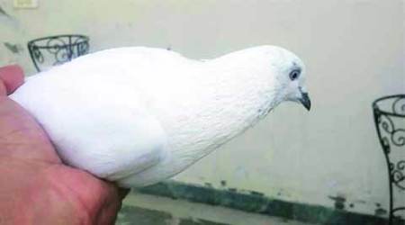 Animal Welfare Board, lucknow Animal Welfare Board, pigeon contest, pigeon contest banned, AWBI, lucknow news
