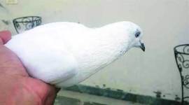 pigeon-thum Animal Welfare Board, lucknow Animal Welfare Board, pigeon contest, pigeon contest banned, AWBI, lucknow news