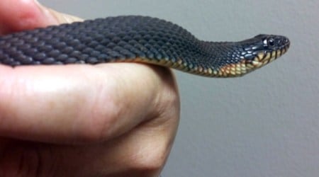 new snake species, news snake in western ghats, black shieldtail, Neelimkumar Khaire, Katraj Snake Park, pune news