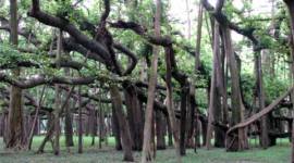 trees, kolkata trees, calcutta trees, trees in kolkata, trees in calcutta, tree id card, tree identity card, tree identification, green cover kolkata, green cover india, kolkata news, india news
